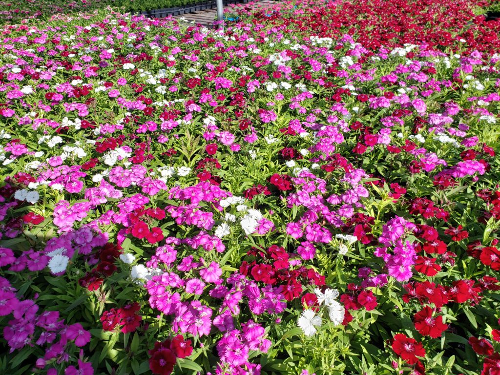 winter flowers color landscaping baton rouge LaGreen Landscape