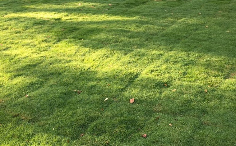 sod installation