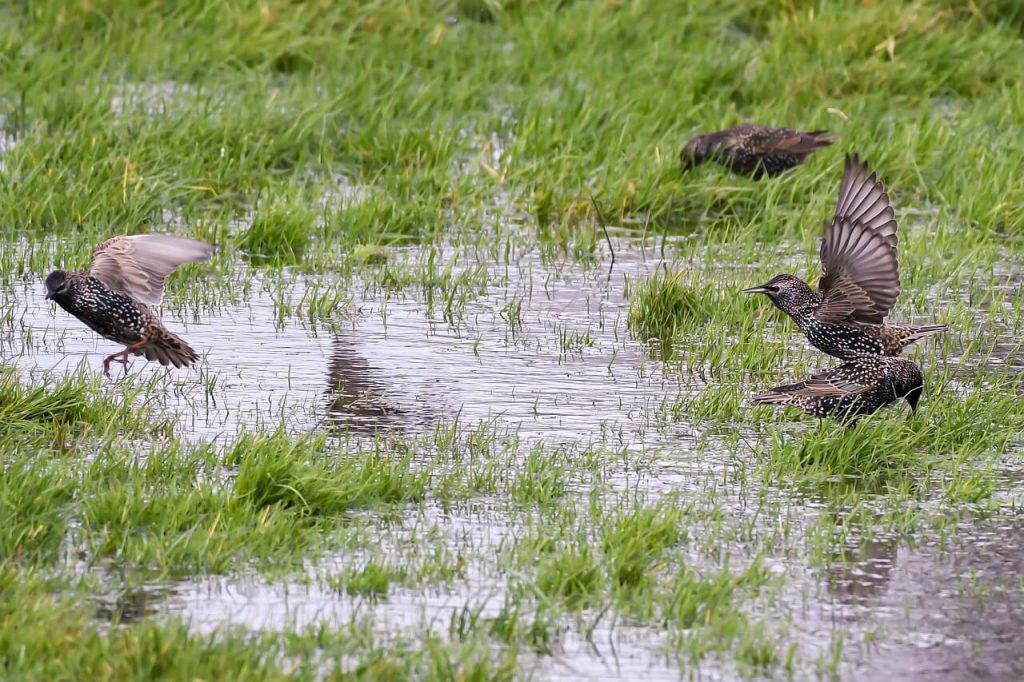 Drainage Installation Service Baton Rouge Landscaping Baton Rouge and