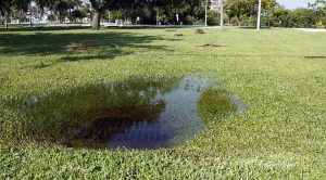 standing water and soggy ground drainage issues