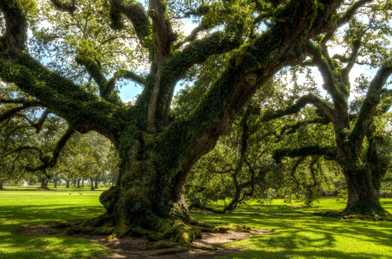 Louisiana Landscaping Ideas Plants Selection | Landscaping Baton Rouge ...