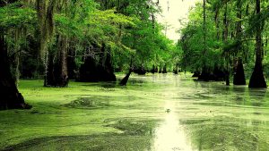 cypress trees in bayou swamp in louisiana