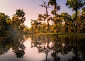 swamp bayou